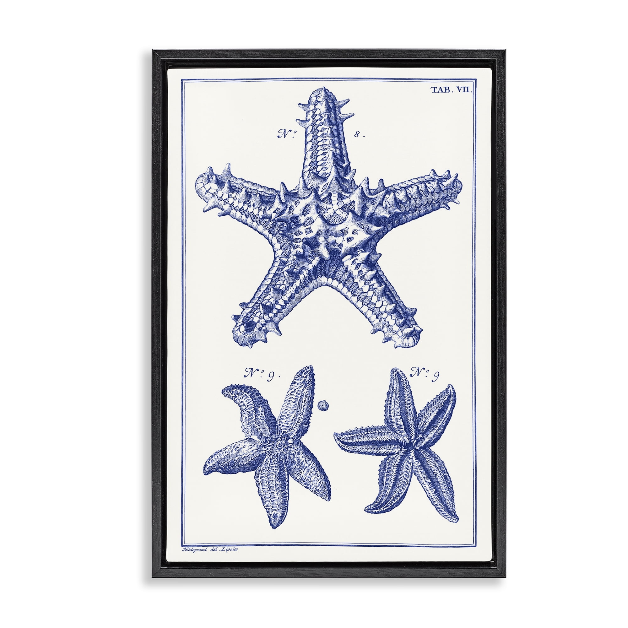 Stupell Industries Blue Starfish Diagrams Animals & Insects Painting Black Floater Framed Canvas Art Print Wall Art, 17 x 25