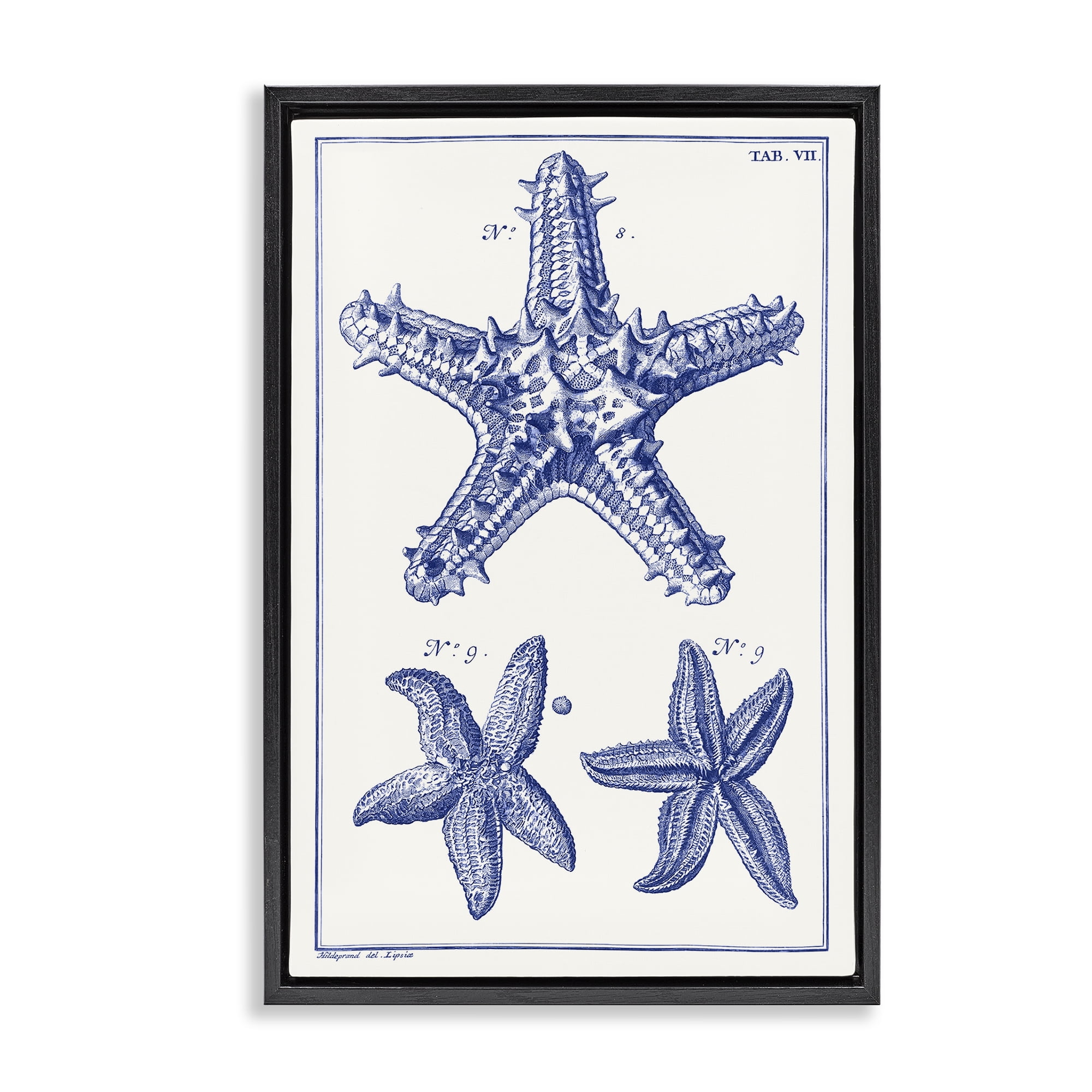Stupell Industries Blue Starfish Diagrams Animals & Insects Painting Black Floater Framed Canvas Art Print Wall Art, 21 x 31