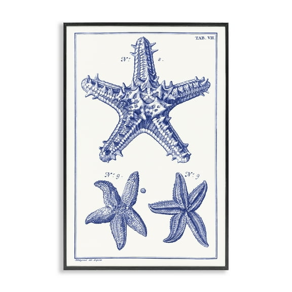 Stupell Industries Blue Starfish Diagrams Animals & Insects Painting Black Framed Art Print Wall Art, 12 x 18