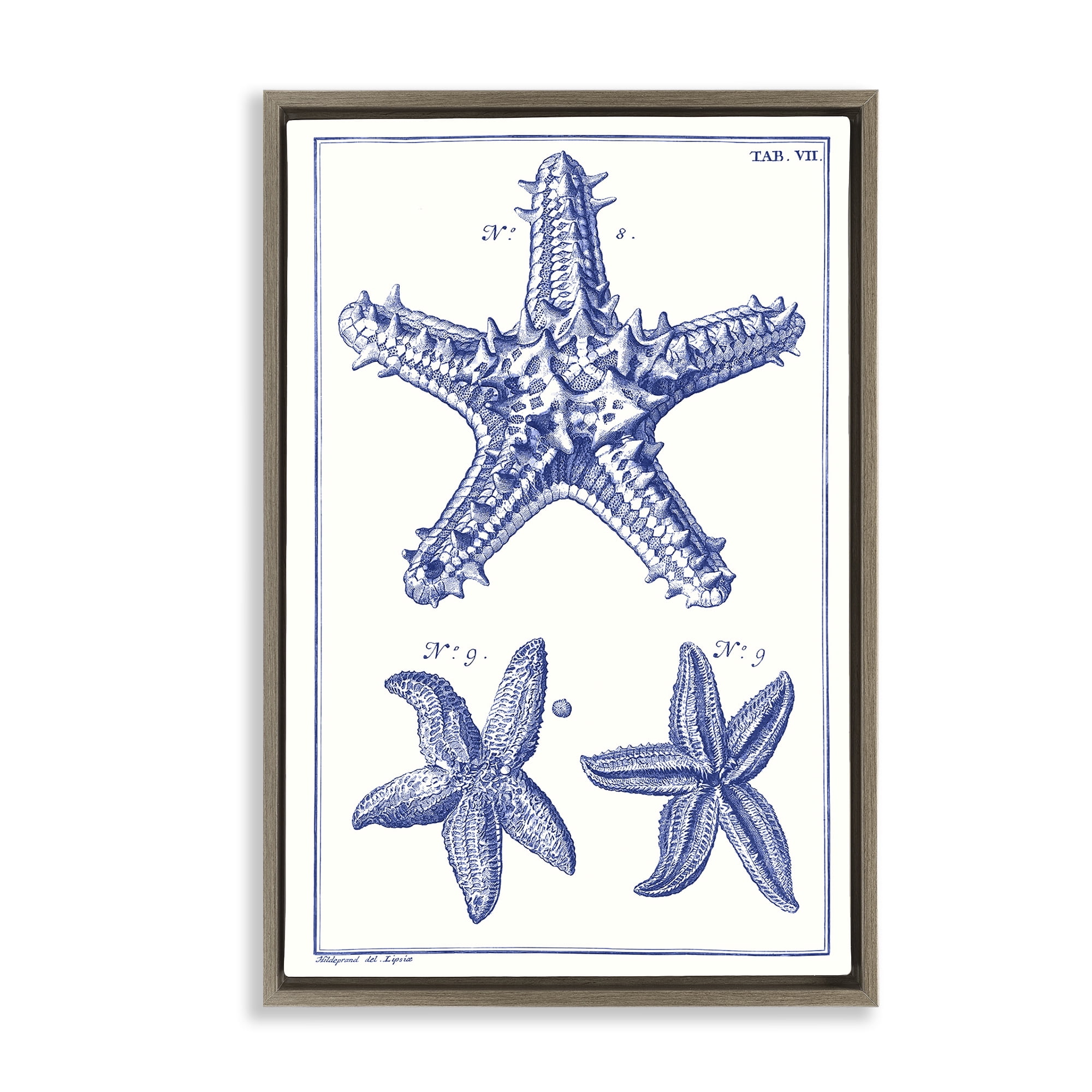 Stupell Industries Blue Starfish Diagrams Animals & Insects Painting Brown Floater Framed Canvas Art Print Wall Art, 21 x 31