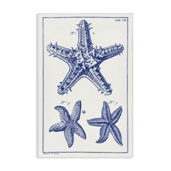 Stupell Industries Blue Starfish Diagrams Animals & Insects Painting Gallery Wrapped Canvas Art Print Wall Art, 16 x 24