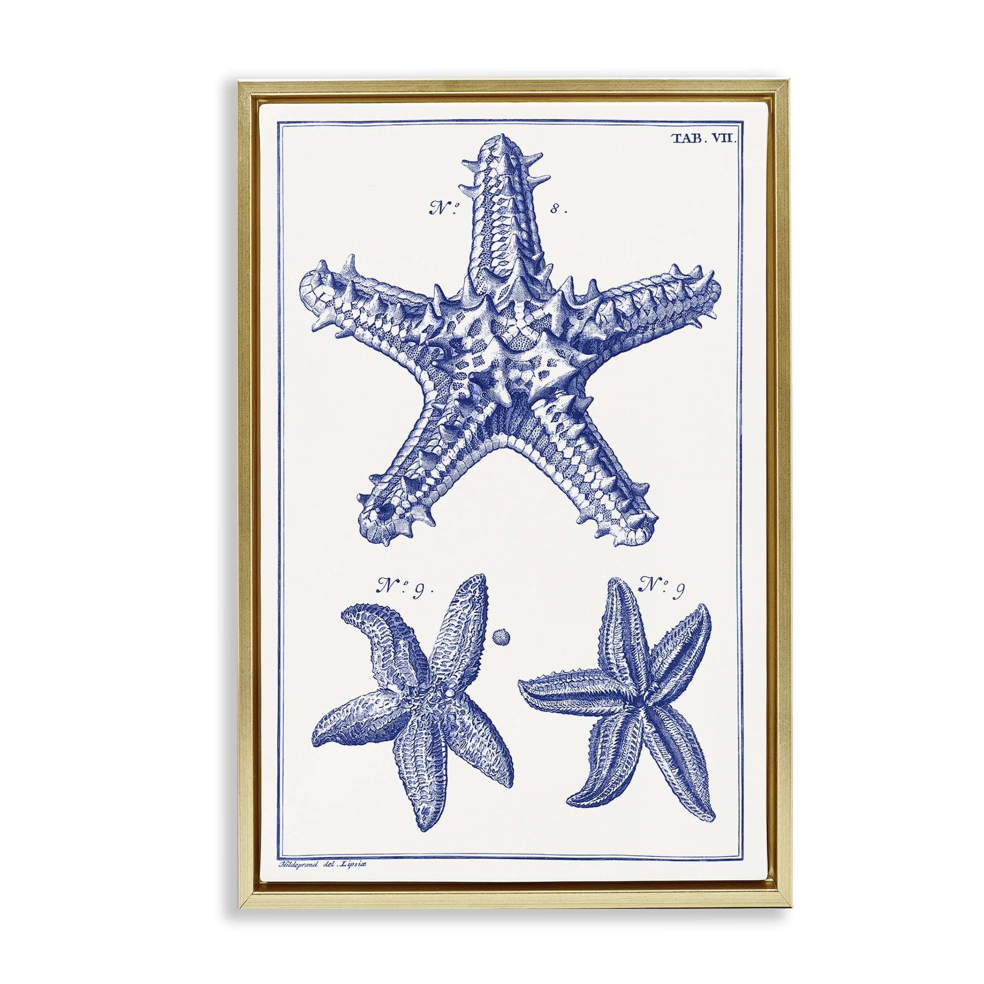 Stupell Industries Blue Starfish Diagrams Animals & Insects Painting Gold Floater Framed Canvas Art Print Wall Art, 17 x 25