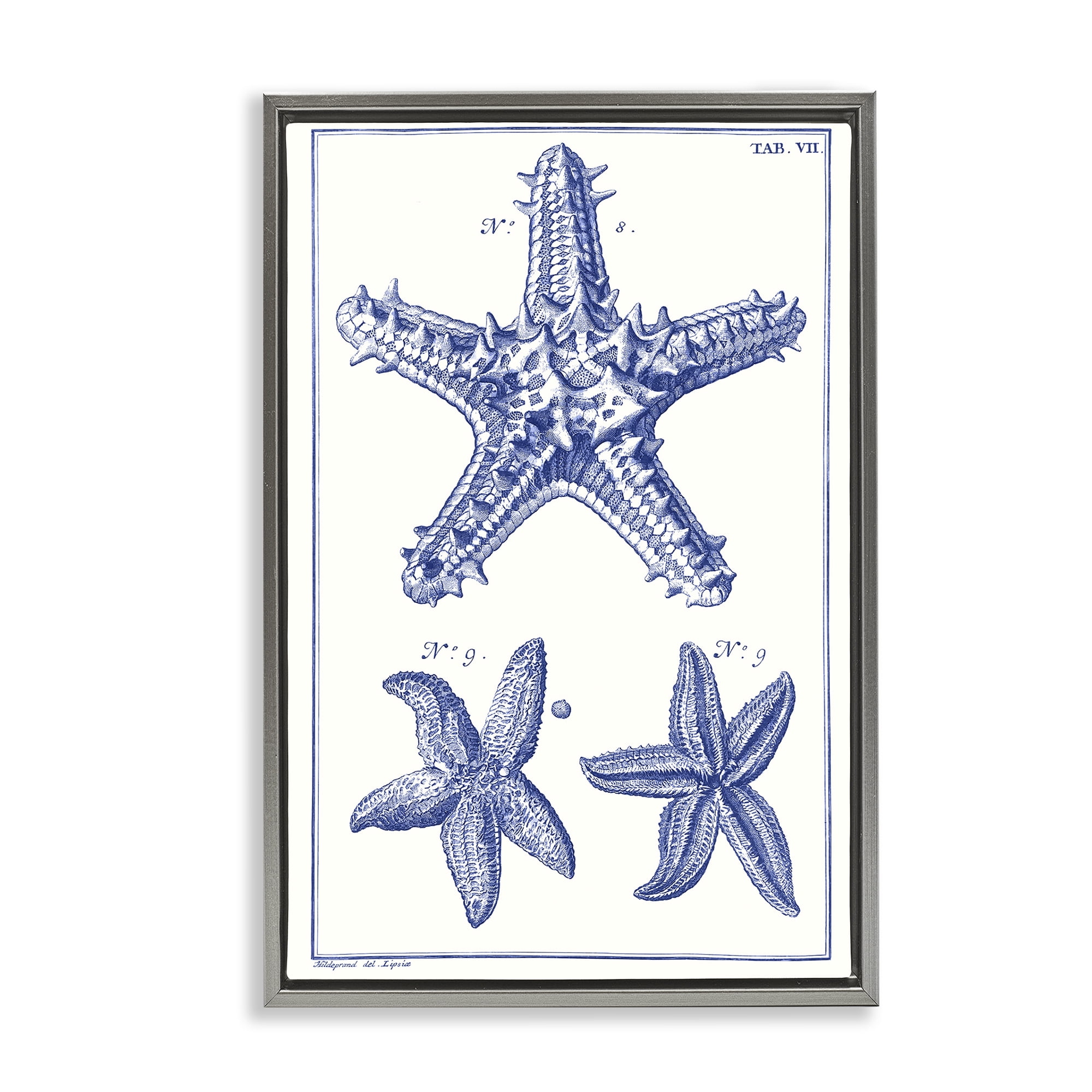 Stupell Industries Blue Starfish Diagrams Animals & Insects Painting Gray Floater Framed Canvas Art Print Wall Art, 17 x 25