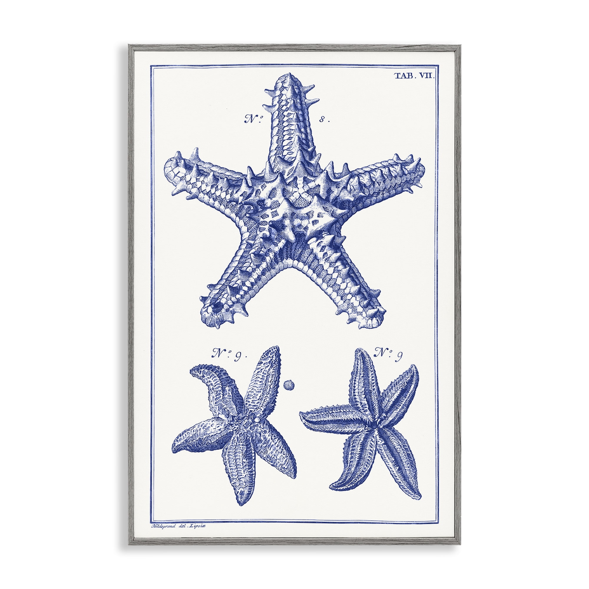 Stupell Industries Blue Starfish Diagrams Animals & Insects Painting Gray Framed Art Print Wall Art, 16 x 24