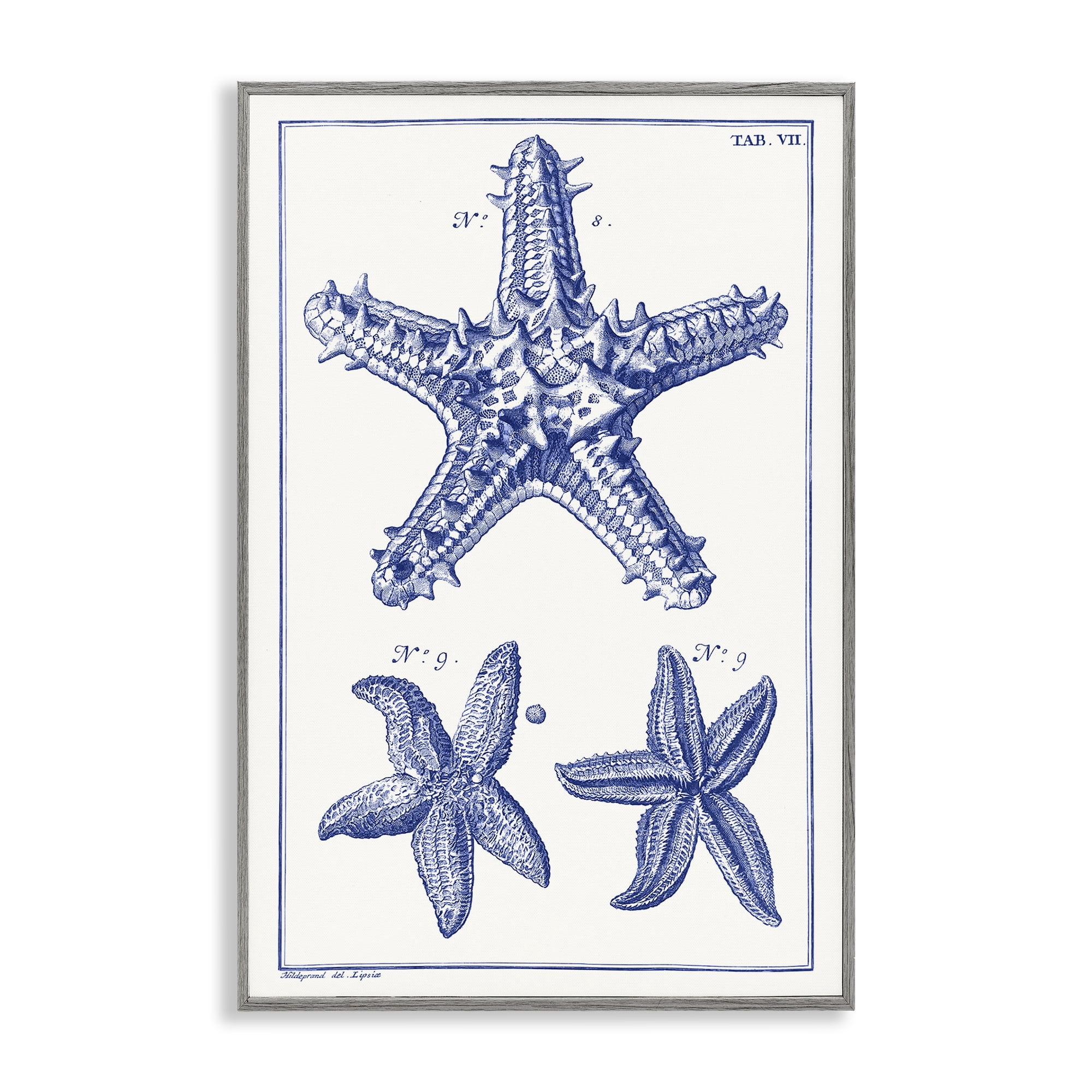 Stupell Industries Blue Starfish Diagrams Animals & Insects Painting Gray Framed Art Print Wall Art, 20 x 30