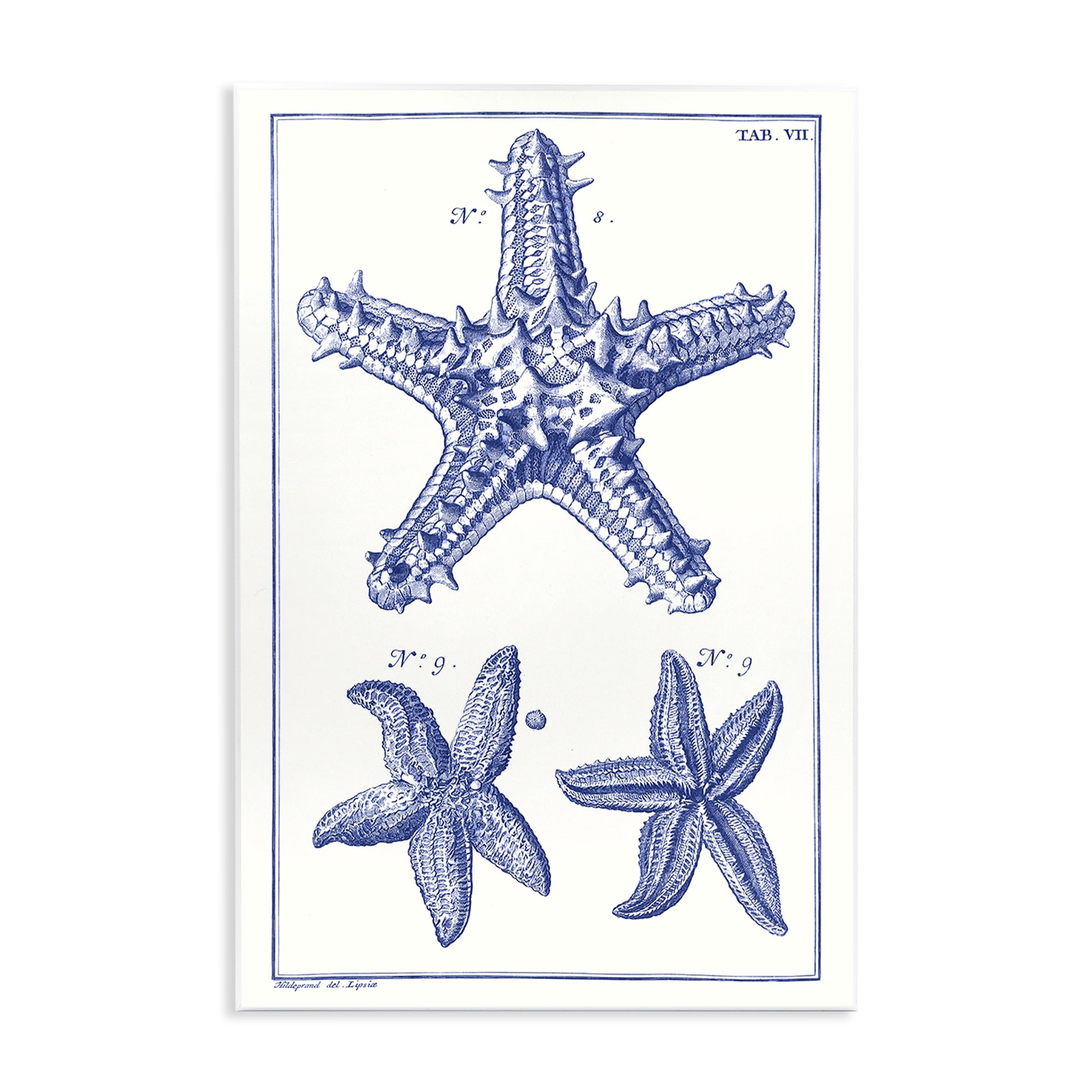 Stupell Industries Blue Starfish Diagrams Animals & Insects Painting Unframed Art Print Wall Art, 13 x 19