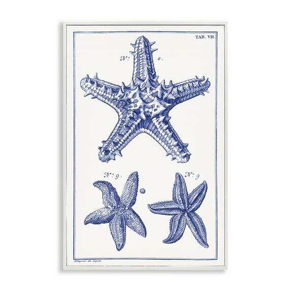 Stupell Industries Blue Starfish Diagrams Animals & Insects Painting White Framed Art Print Wall Art, 20 x 30