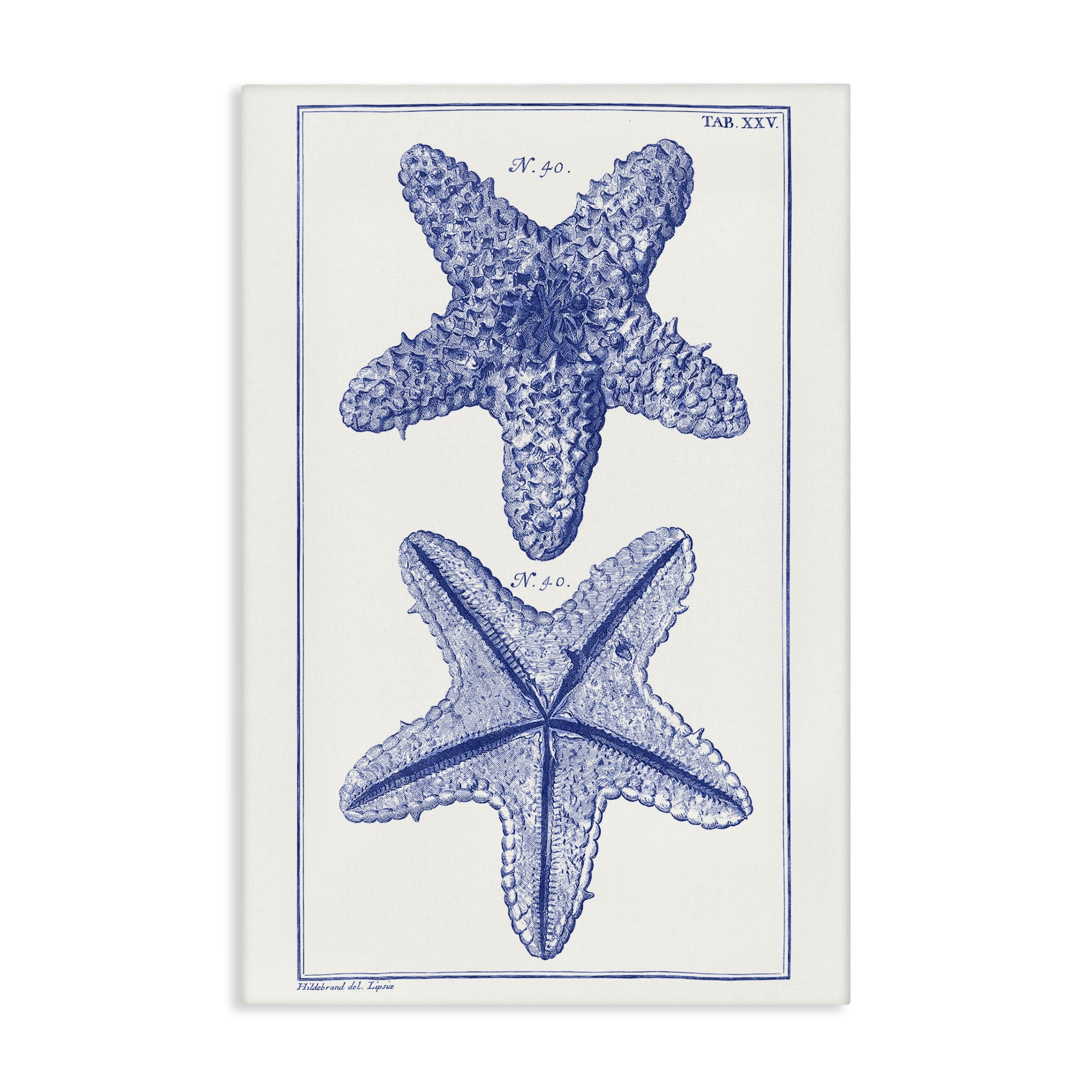 Stupell Industries Blue Starfish Studies Animals & Insects Painting Gallery Wrapped Canvas Art Print Wall Art, 16 x 24