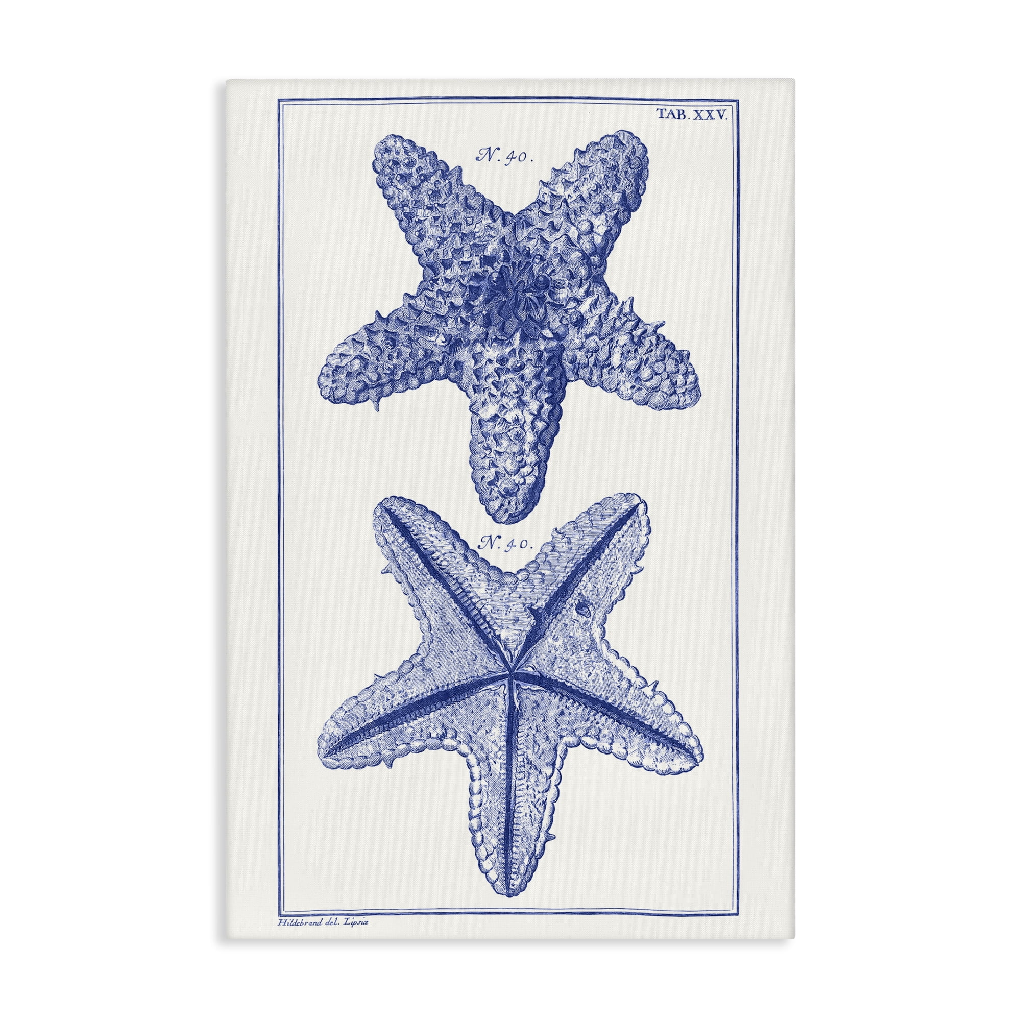 Stupell Industries Blue Starfish Studies Animals & Insects Painting Gallery Wrapped Canvas Art Print Wall Art, 20 x 30