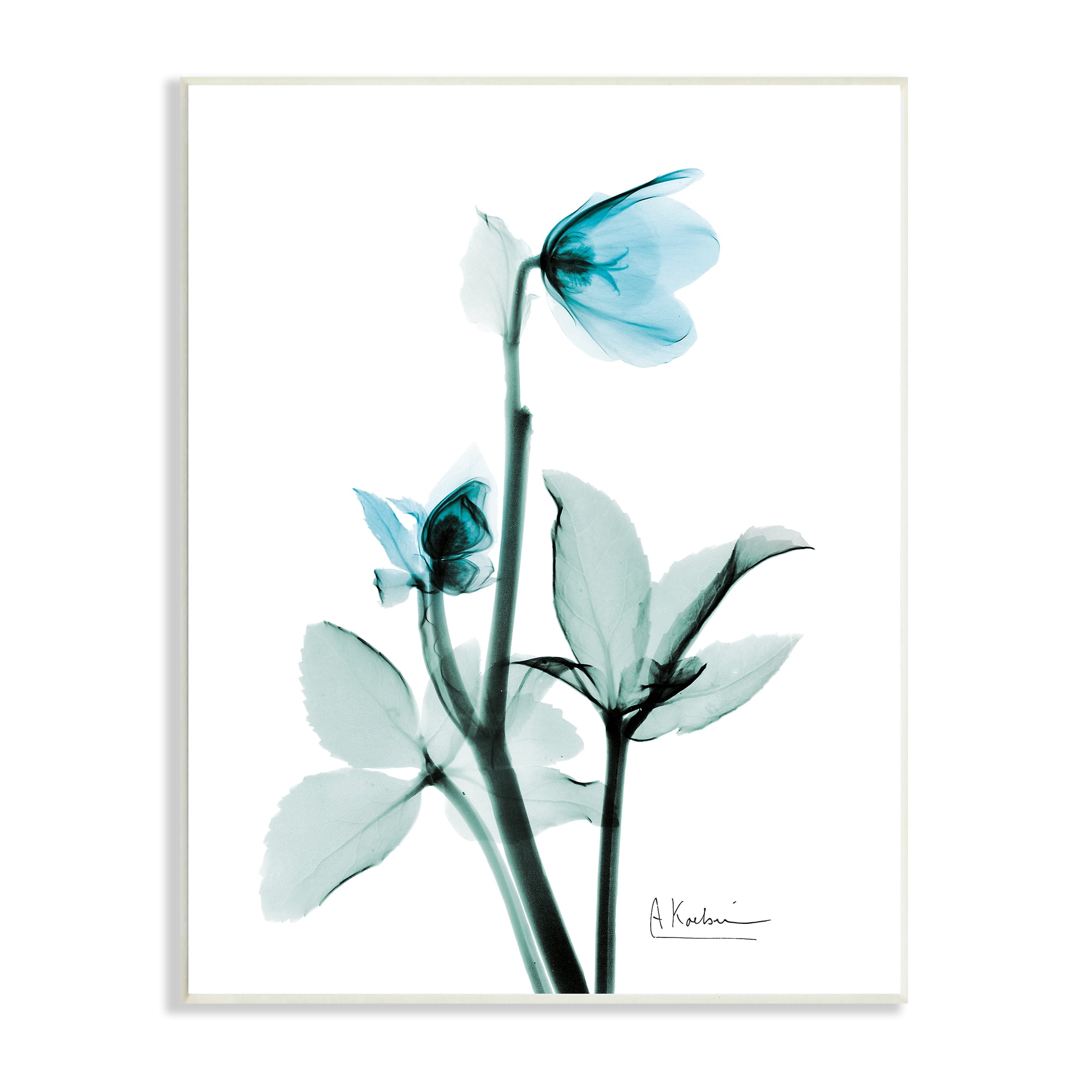 Stupell Industries Blue Wildflower Study Translucent Plant Photography, 13 x 19, Design by Albert Koetsier