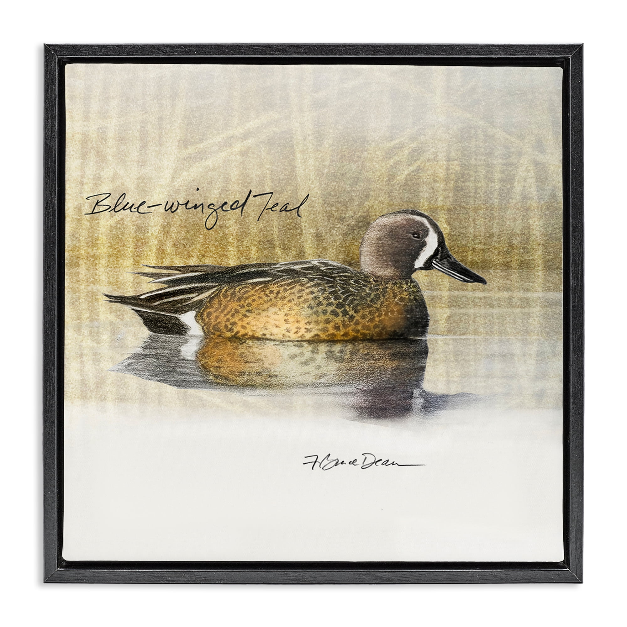 Stupell Industries Blue Winged Teal Duck Animals Painting Black Floater Framed Canvas Art Print Wall Art, 25 x 25