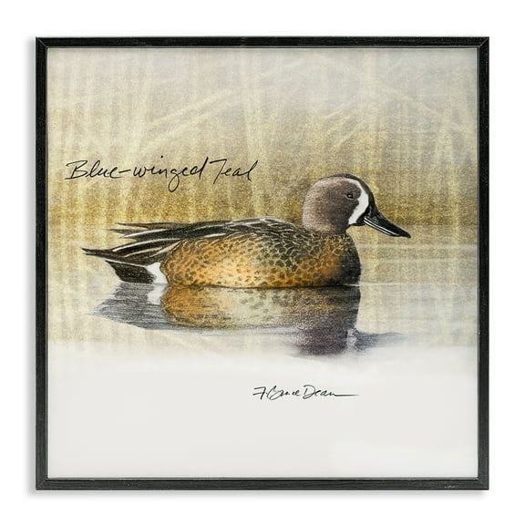 Stupell Industries Blue Winged Teal Duck Animals Painting Black Framed Art Print Wall Art, 12 x 12