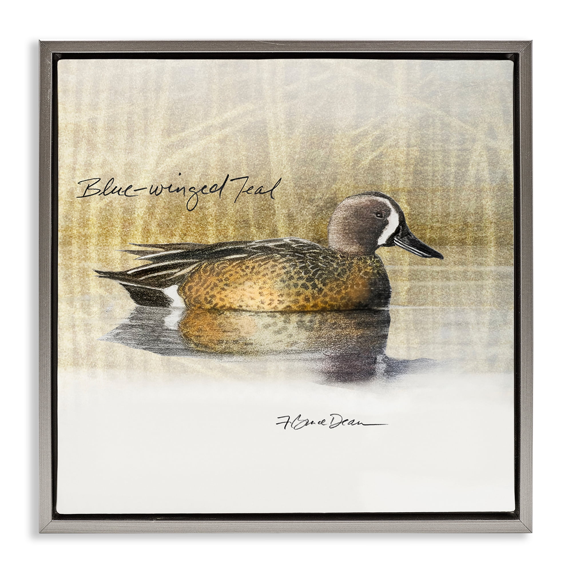 Stupell Industries Blue Winged Teal Duck Animals Painting Gray Floater Framed Canvas Art Print Wall Art, 18 x 18