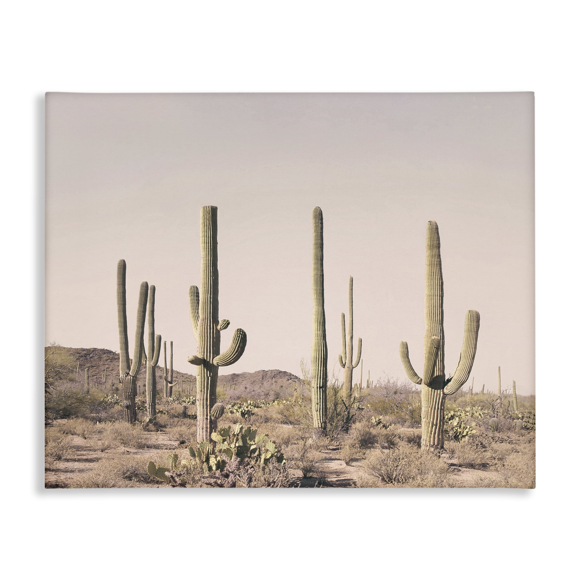 Stupell Industries Blush Cactus Field Landscape & Nature Photography Wrapped Canvas Art Print Wall Art, 40 x 30