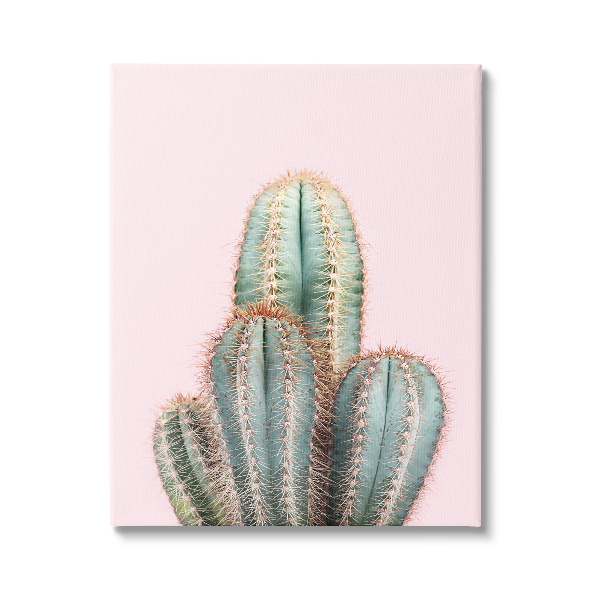 Stupell Industries Blush Cactus Vegetation Botanical & Floral Photography Gallery Wrapped Canvas Print Wall Art, 36 x 48