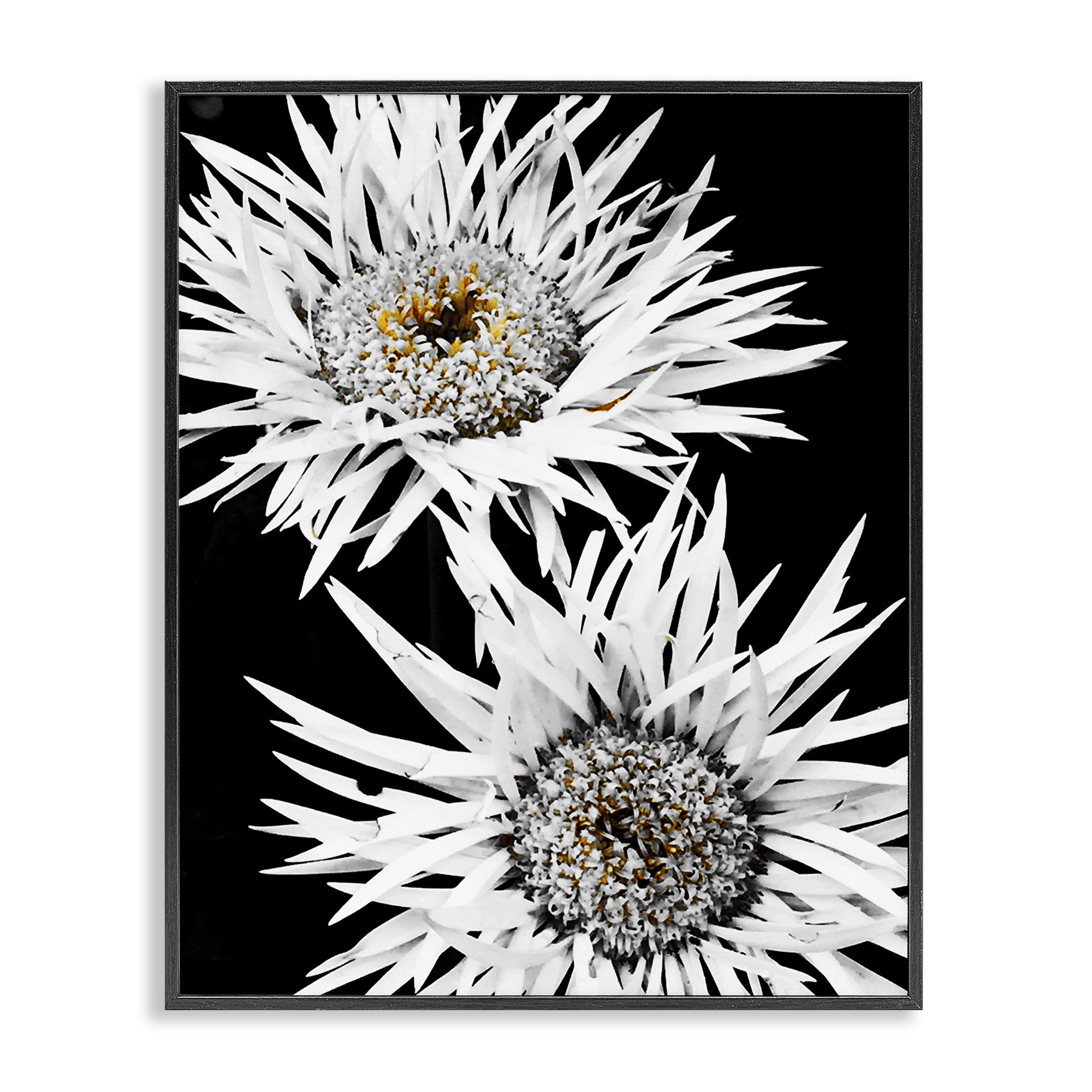 Stupell Industries Bold Contrast Flower Buds Plants & Flowers Painting Black Framed Art Print Wall Art, 16 x 20