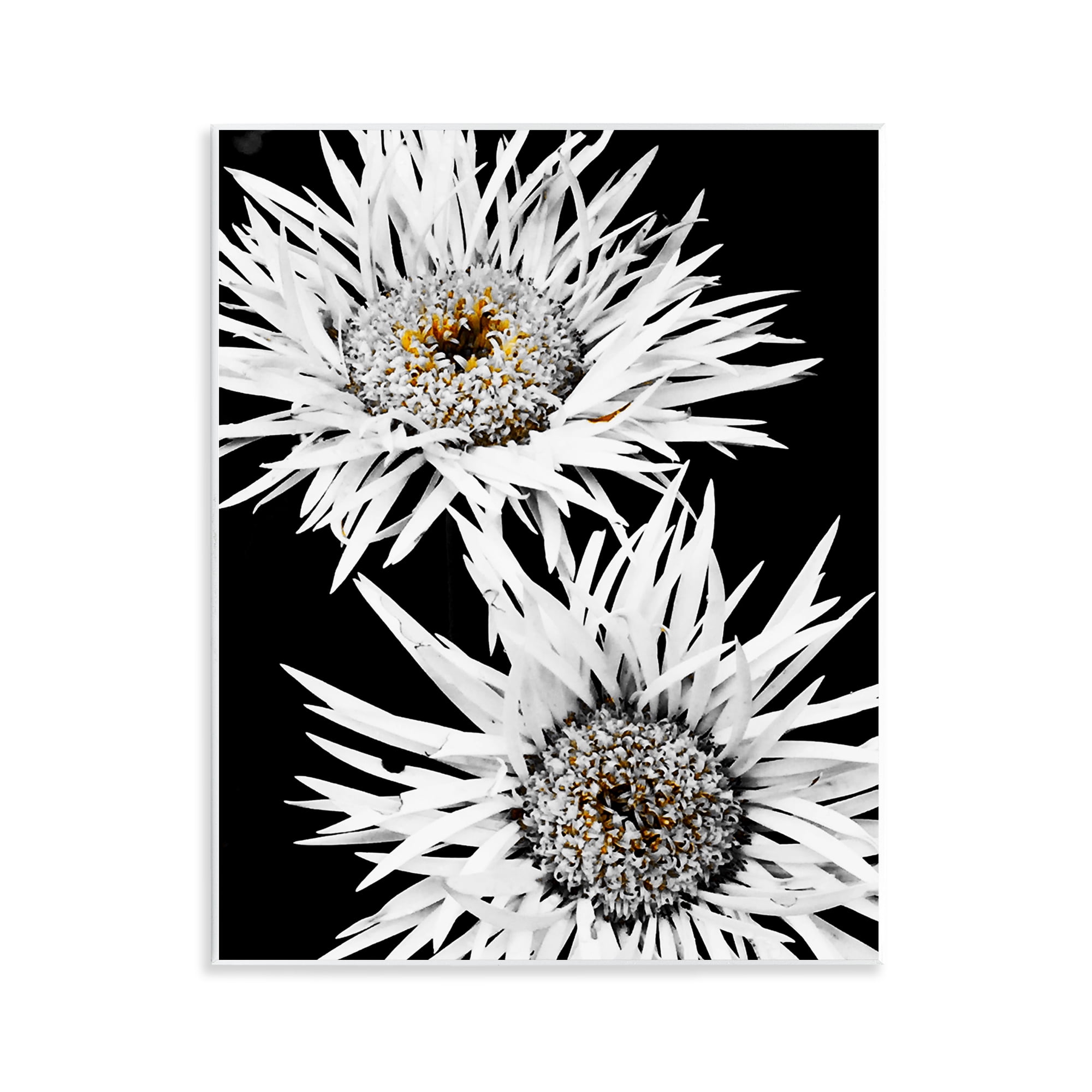 Stupell Industries Bold Contrast Flower Buds Plants & Flowers Painting Unframed Art Print Wall Art, 11 x 14
