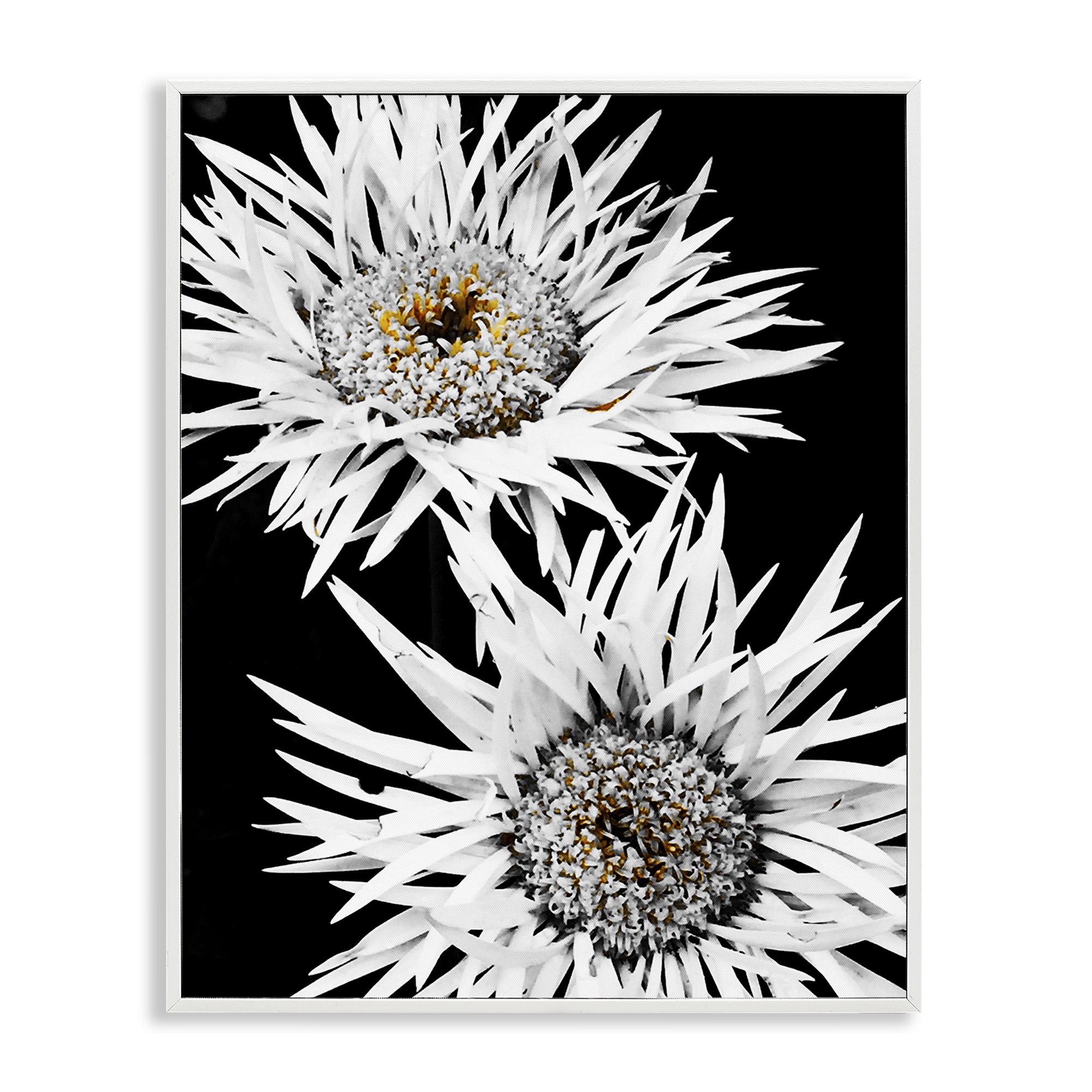 Stupell Industries Bold Contrast Flower Buds Plants & Flowers Painting White Framed Art Print Wall Art, 16 x 20