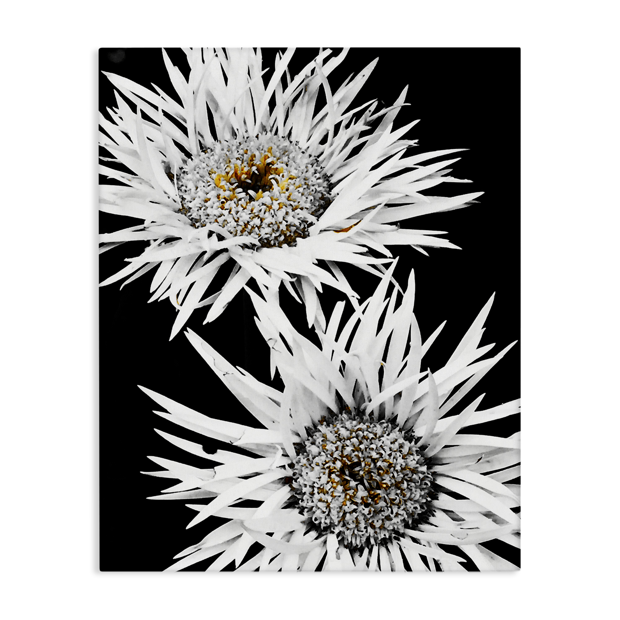 Stupell Industries Bold Contrast Flower Buds Plants & Flowers Painting Wrapped Canvas Art Print Wall Art, 24 x 30