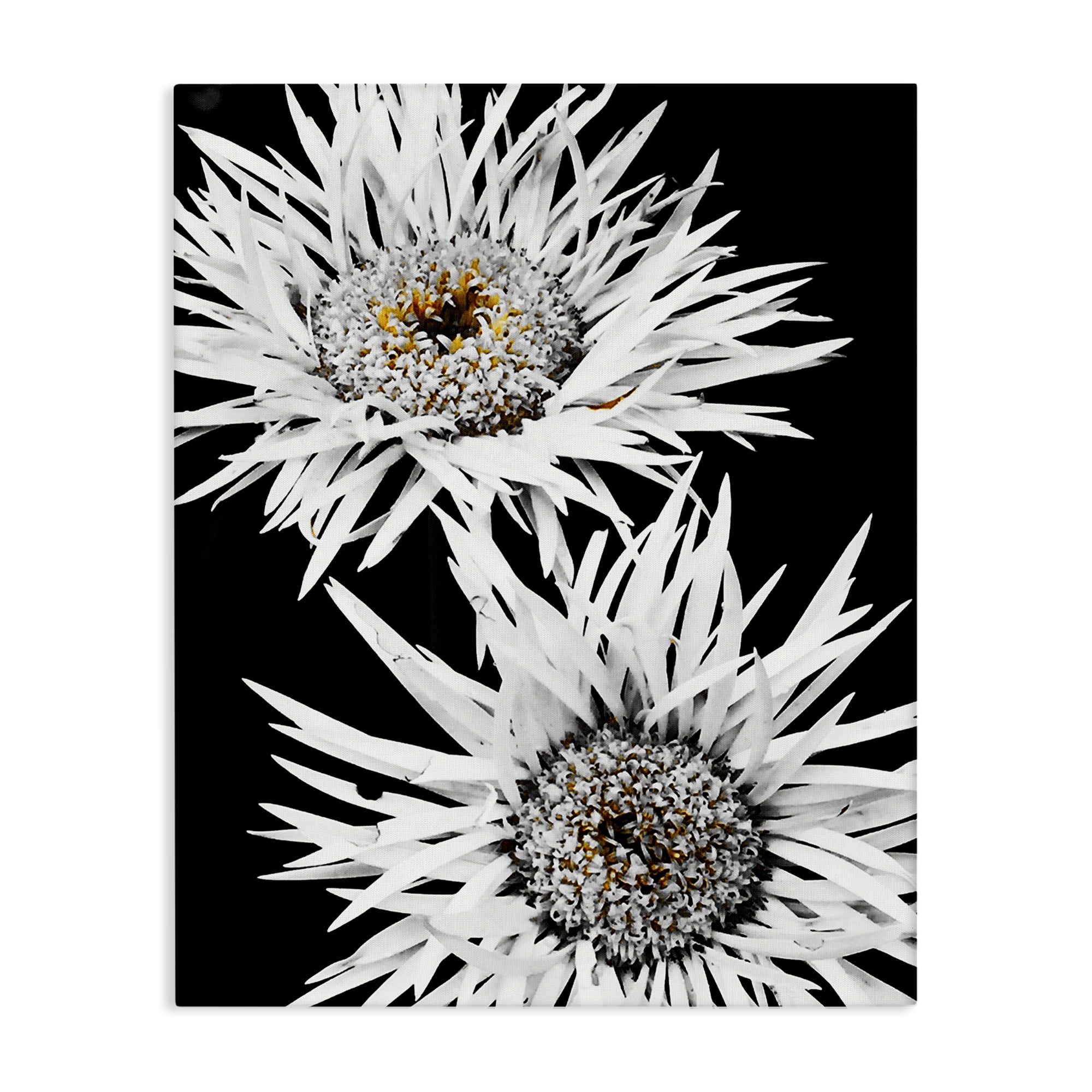 Stupell Industries Bold Contrast Flower Buds Plants & Flowers Painting Wrapped Canvas Art Print Wall Art, 30 x 40