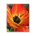 thumbnail image 1 of Stupell Industries Bold Red Poppy Flower Blossom Petals Photograph Gallery Wrapped Canvas Print Wall Art, Design by Heidi Bannon, 1 of 7