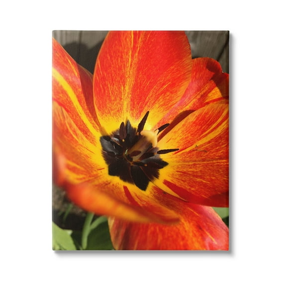 Stupell Industries Bold Red Poppy Flower Blossom Petals Photograph Gallery Wrapped Canvas Print Wall Art, Design by Heidi Bannon