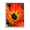 thumbnail image 1 of Stupell Industries Bold Red Poppy Flower Blossom Petals Photograph Gray Framed Art Print Wall Art, Design by Heidi Bannon, 1 of 5