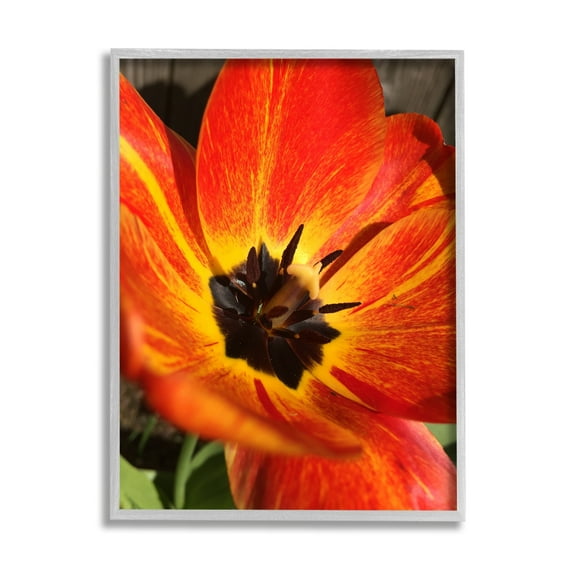 Stupell Industries Bold Red Poppy Flower Blossom Petals Photograph Gray Framed Art Print Wall Art, Design by Heidi Bannon