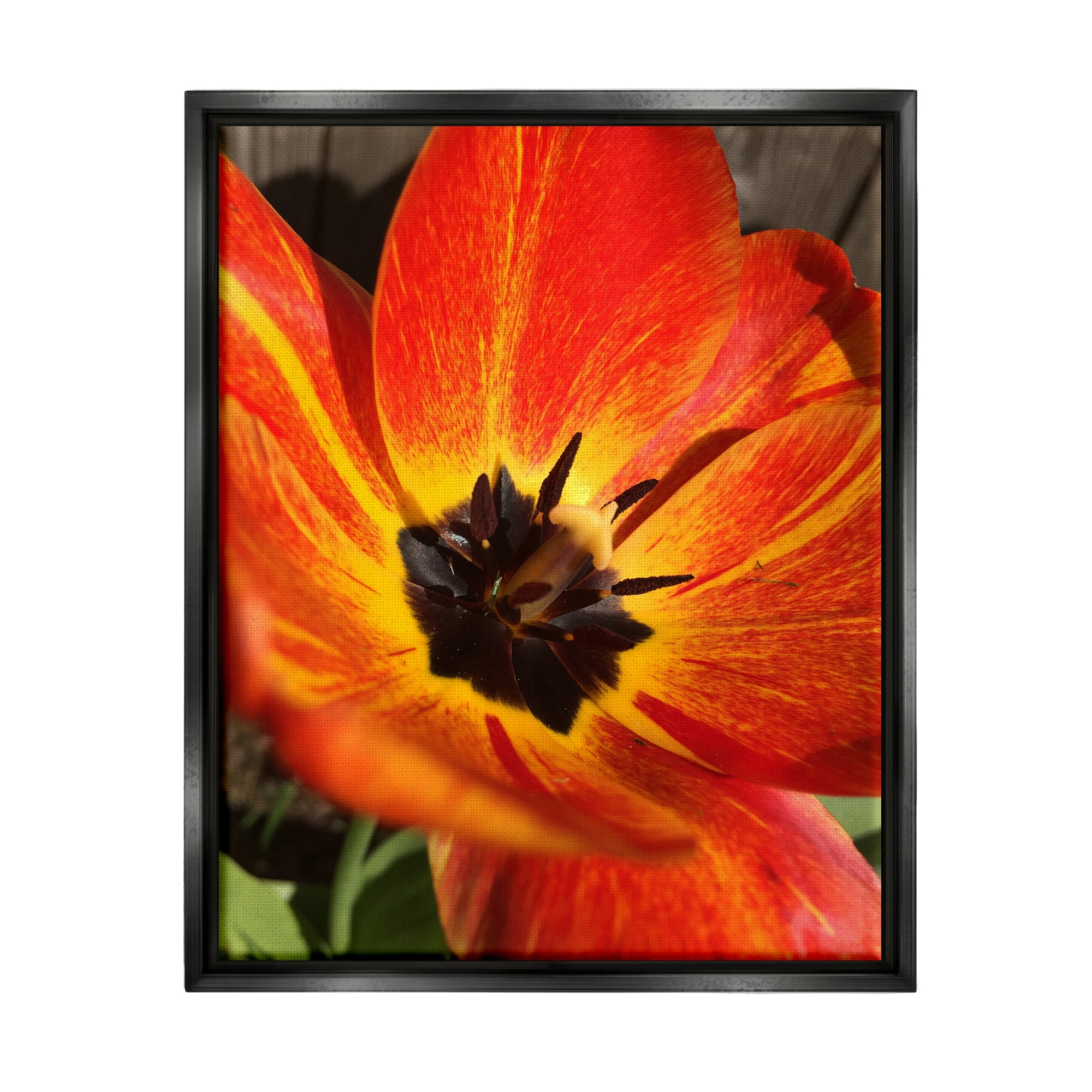 Stupell Industries Bold Red Poppy Flower Blossom Petals Photograph Jet Black Floating Framed Canvas Print Wall Art, Design by Heidi Bannon
