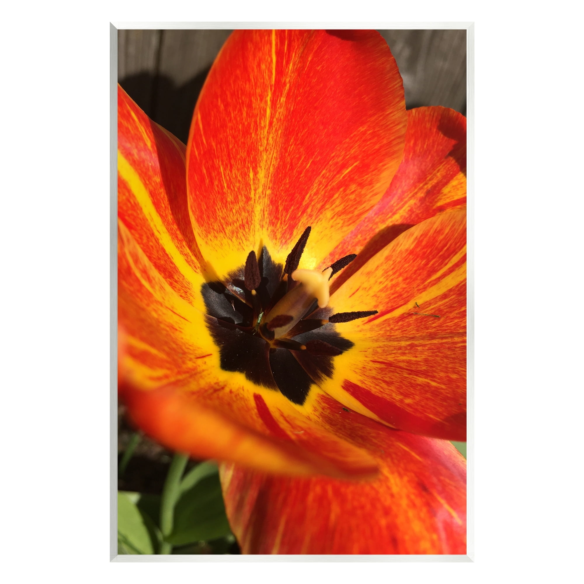 Stupell Industries Bold Red Poppy Flower Blossom Petals Photograph Unframed Art Print Wall Art, Design by Heidi Bannon