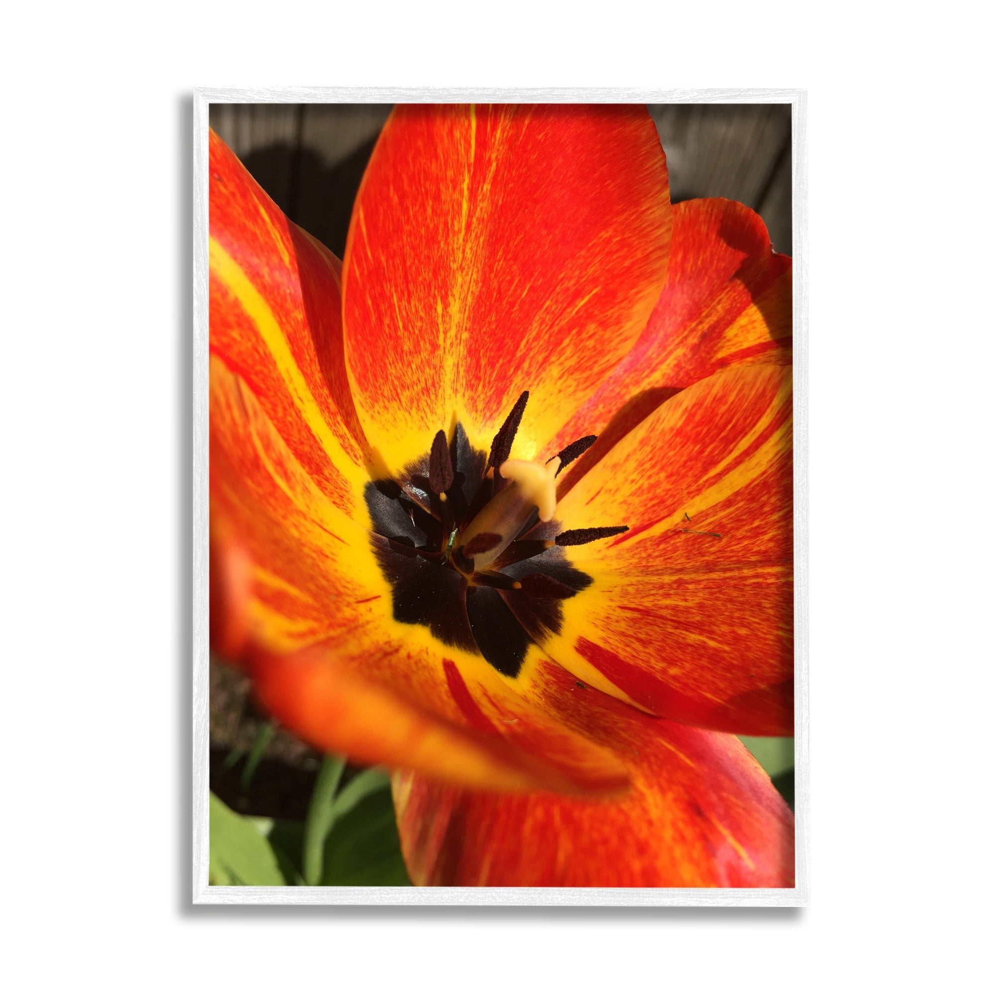 Stupell Industries Bold Red Poppy Flower Blossom Petals Photograph White Framed Art Print Wall Art, Design by Heidi Bannon