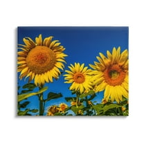 Stupell Industries Bold Sunflower Plants Against Clear Sunny Sky Photograph Gallery Wrapped Canvas Print Wall Art, Design by Steve Smith