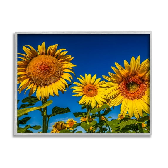 Stupell Industries Bold Sunflower Plants Against Clear Sunny Sky Photograph Gray Framed Art Print Wall Art, Design by Steve Smith