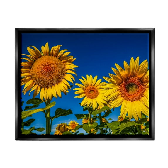 Stupell Industries Bold Sunflower Plants Against Clear Sunny Sky Photograph Jet Black Floating Framed Canvas Print Wall Art, Design by Steve Smith