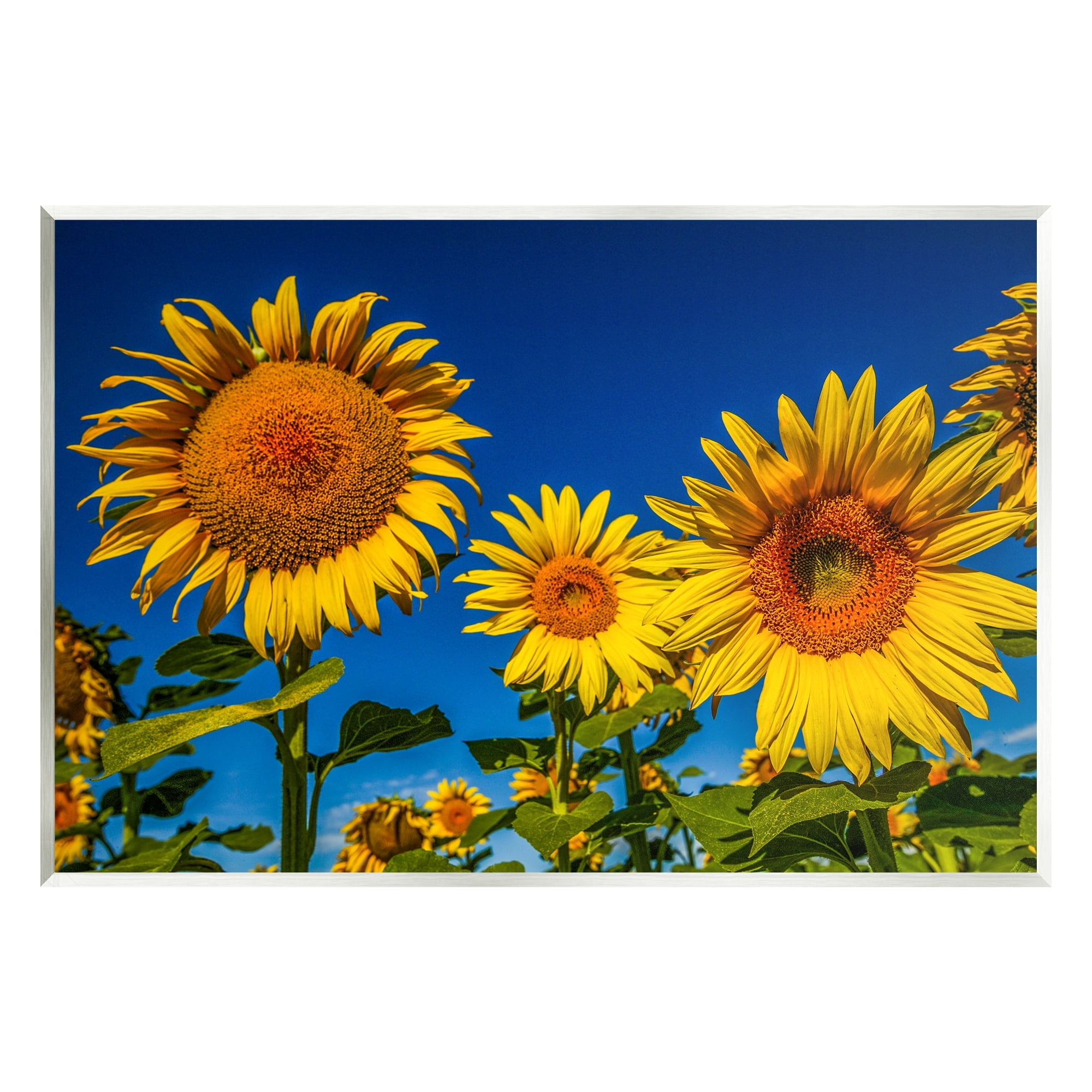 Stupell Industries Bold Sunflower Plants Against Clear Sunny Sky Photograph Unframed Art Print Wall Art, Design by Steve Smith