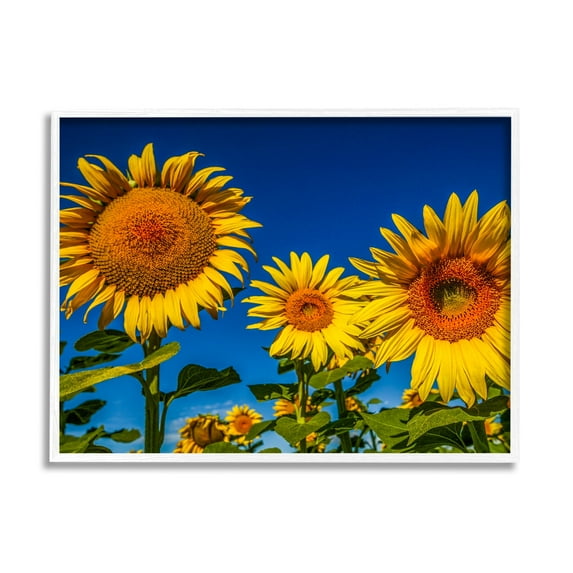 Stupell Industries Bold Sunflower Plants Against Clear Sunny Sky Photograph White Framed Art Print Wall Art, Design by Steve Smith