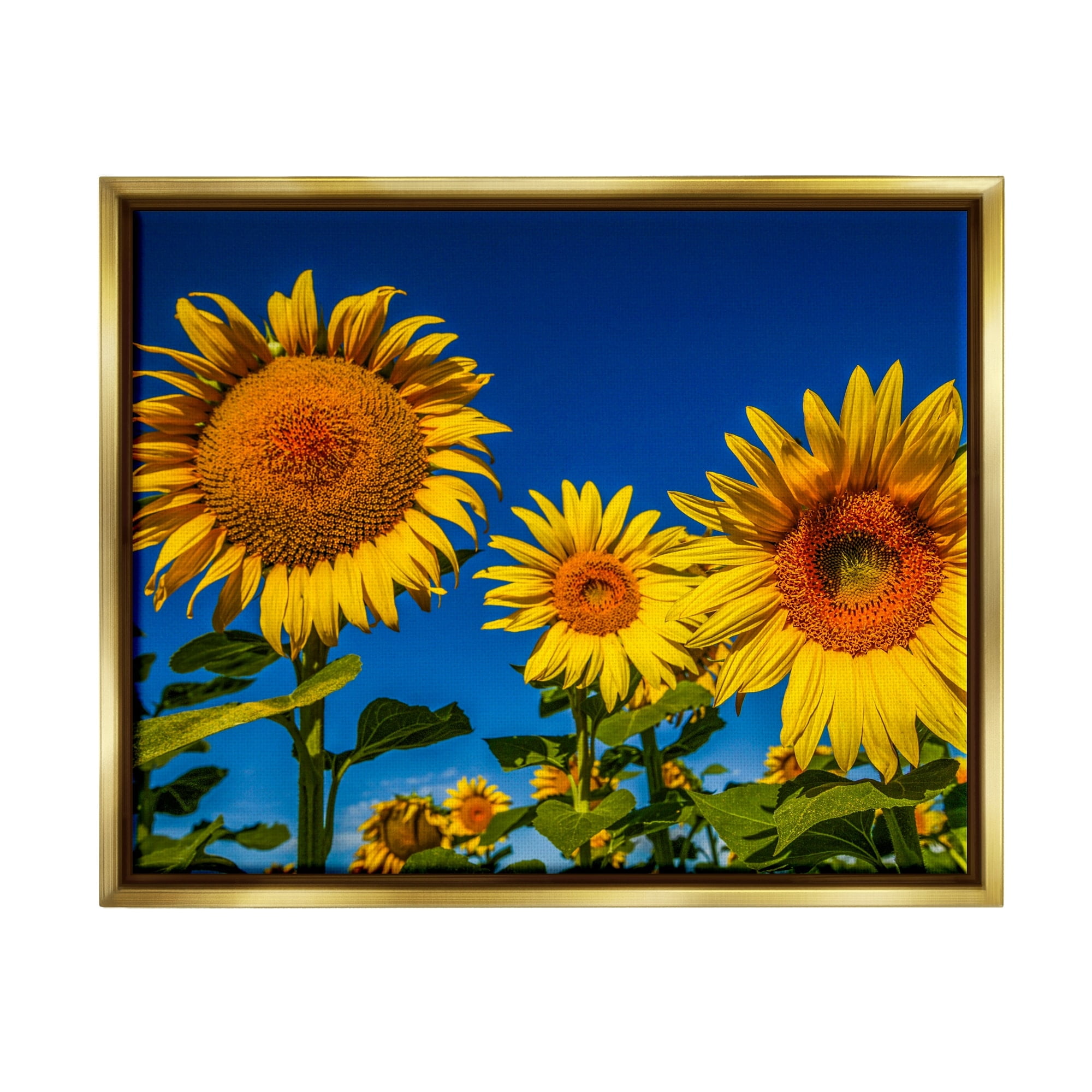 Stupell Industries Bold Sunflower Plants Against Clear Sunny Sky Photograph Metallic Gold Floating Framed Canvas Print Wall Art, Design by Steve Smith