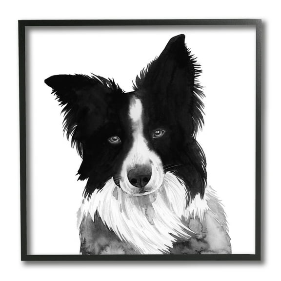 Stupell Industries Border Collie Pet Dog Portrait Black White Animals & Insects Painting Black Framed Art Print Wall Art, 12 x 12