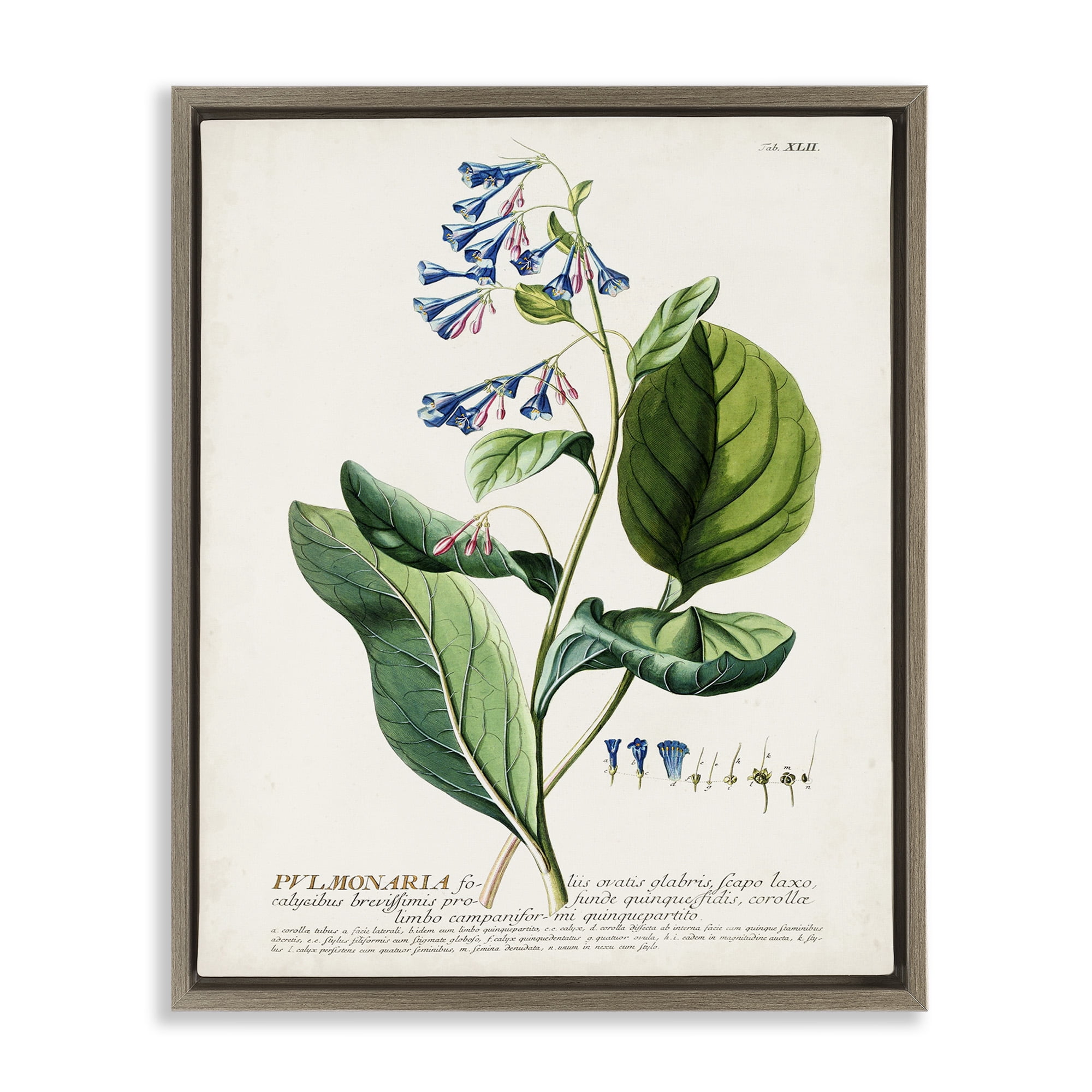 Stupell Industries Botanical Blue Flowers Vintage Design Botanical & Floral Drawing Brown Floater Framed Canvas Art Print Wall Art, 25 x 31