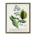 Stupell Industries Botanical Blue Flowers Vintage Design Botanical