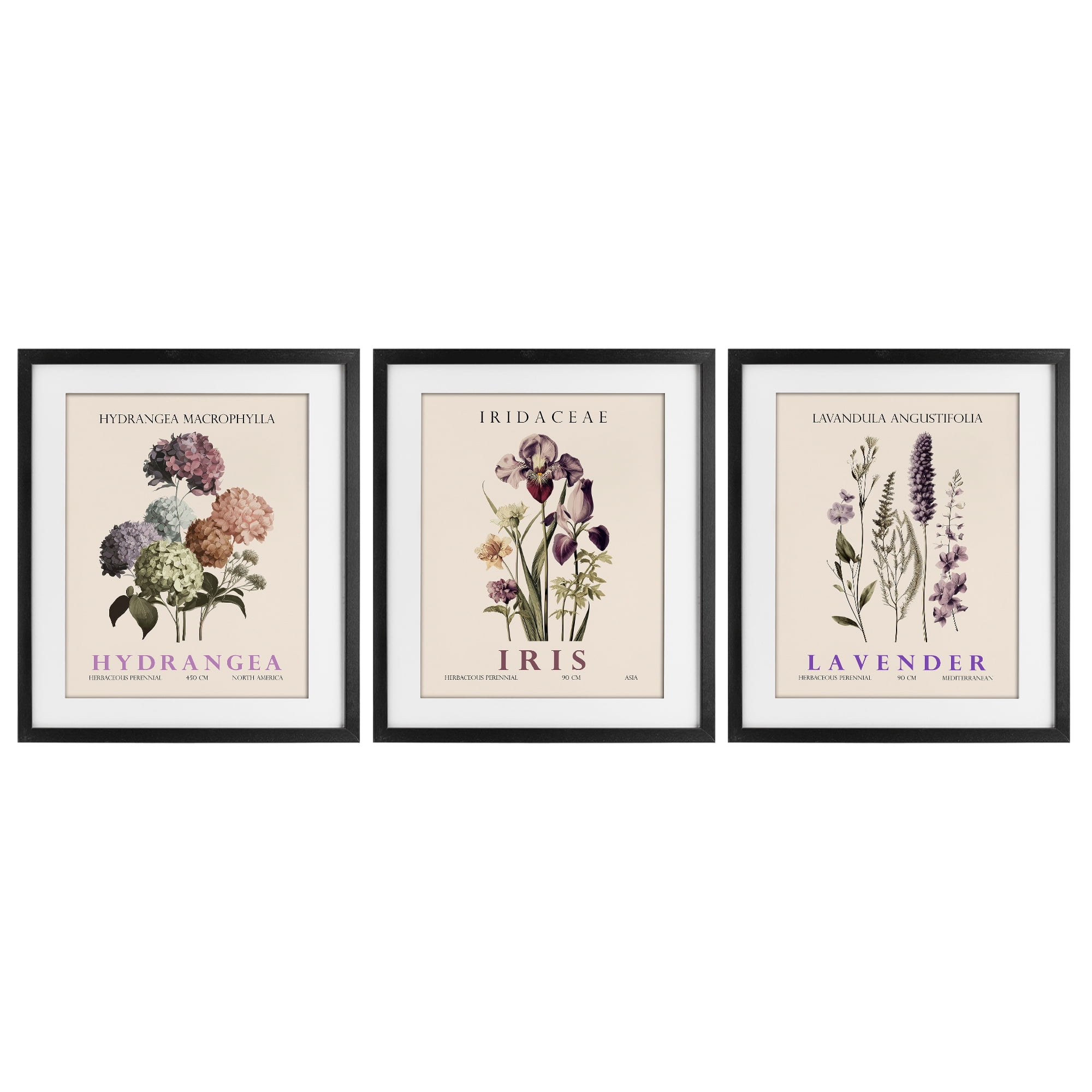 Stupell Industries Botanical Bundles & Sprigs 3 Piece Black Framed Print Under Glass Set, design by Christopher Giampietro