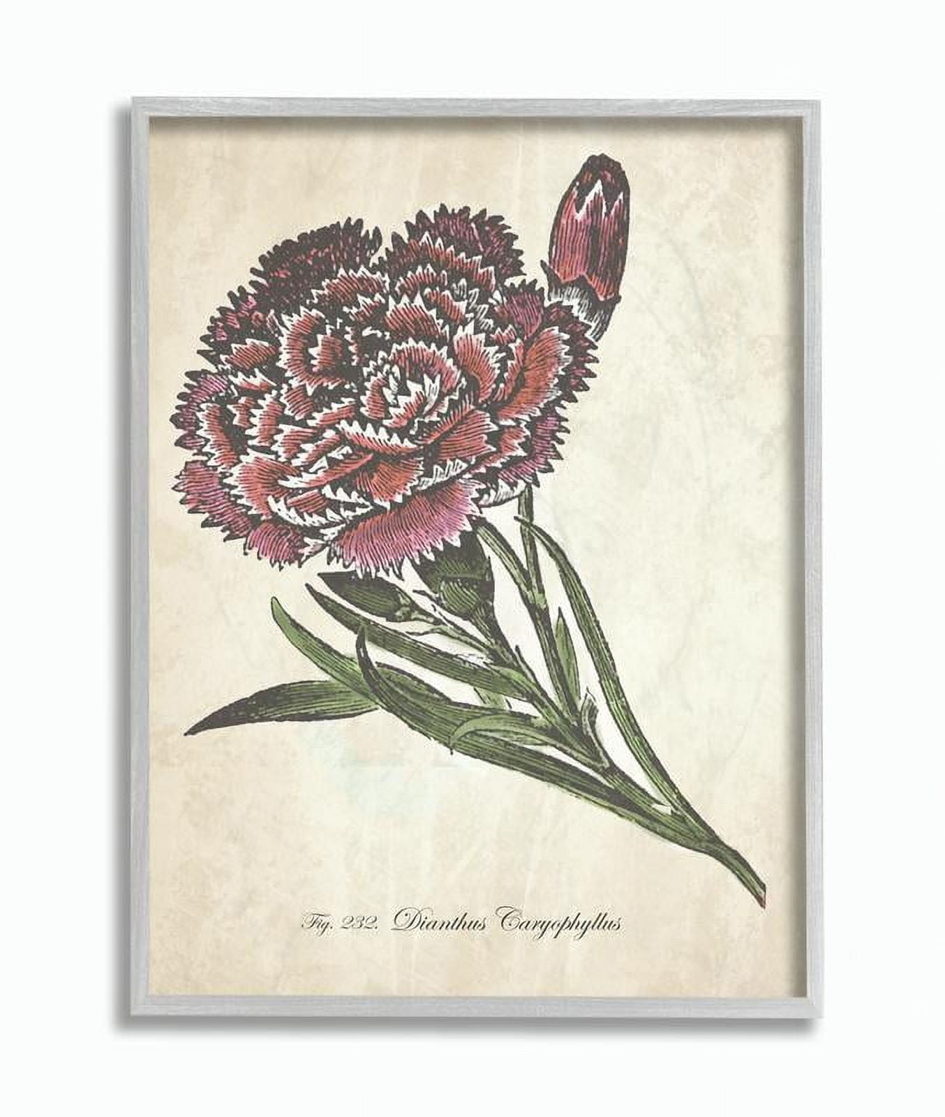 Stupell Industries Botanical Carnation Flower Drawing Red Green Design Framed Wall Art by The Saturday Evening Post