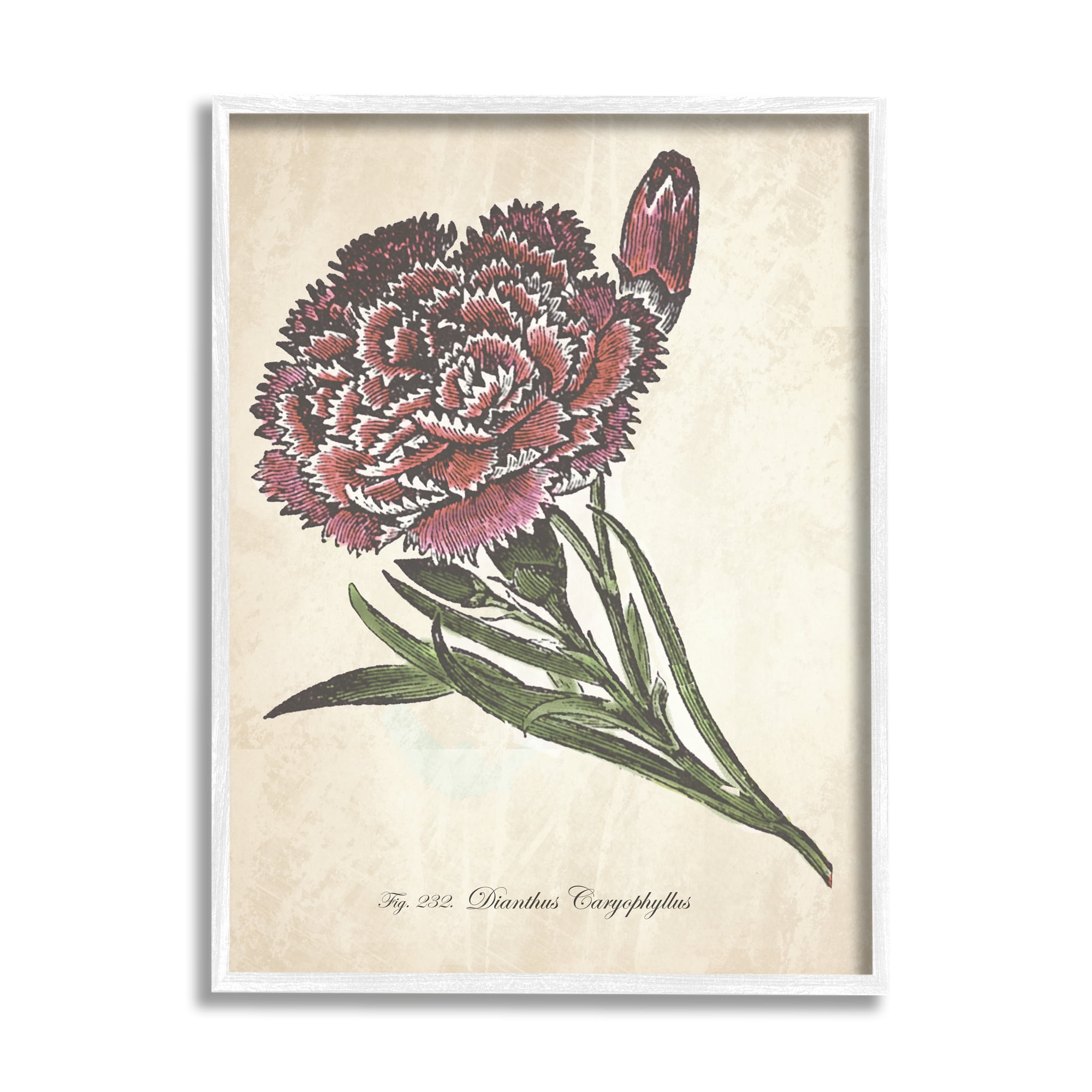 Stupell Industries Botanical Carnation Flower Drawing Red Green Design Graphic Art Framed Art Print Wall Art, 16x20, By The Saturday Evening Post