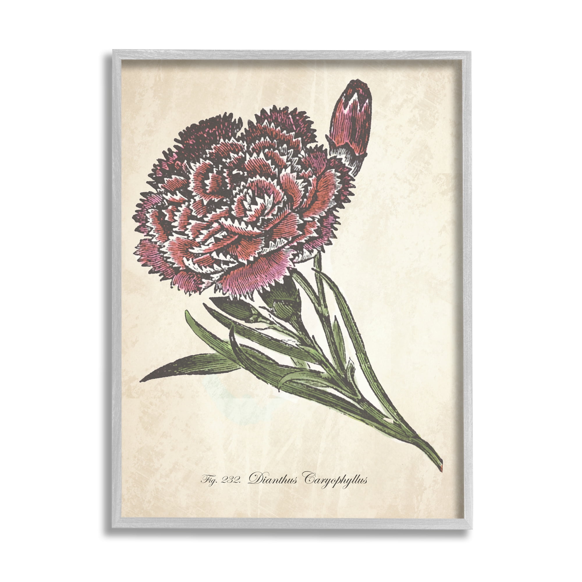 Stupell Industries Botanical Carnation Flower Drawing Red Green Design Graphic Art Framed Art Print Wall Art, 24x30, By The Saturday Evening Post
