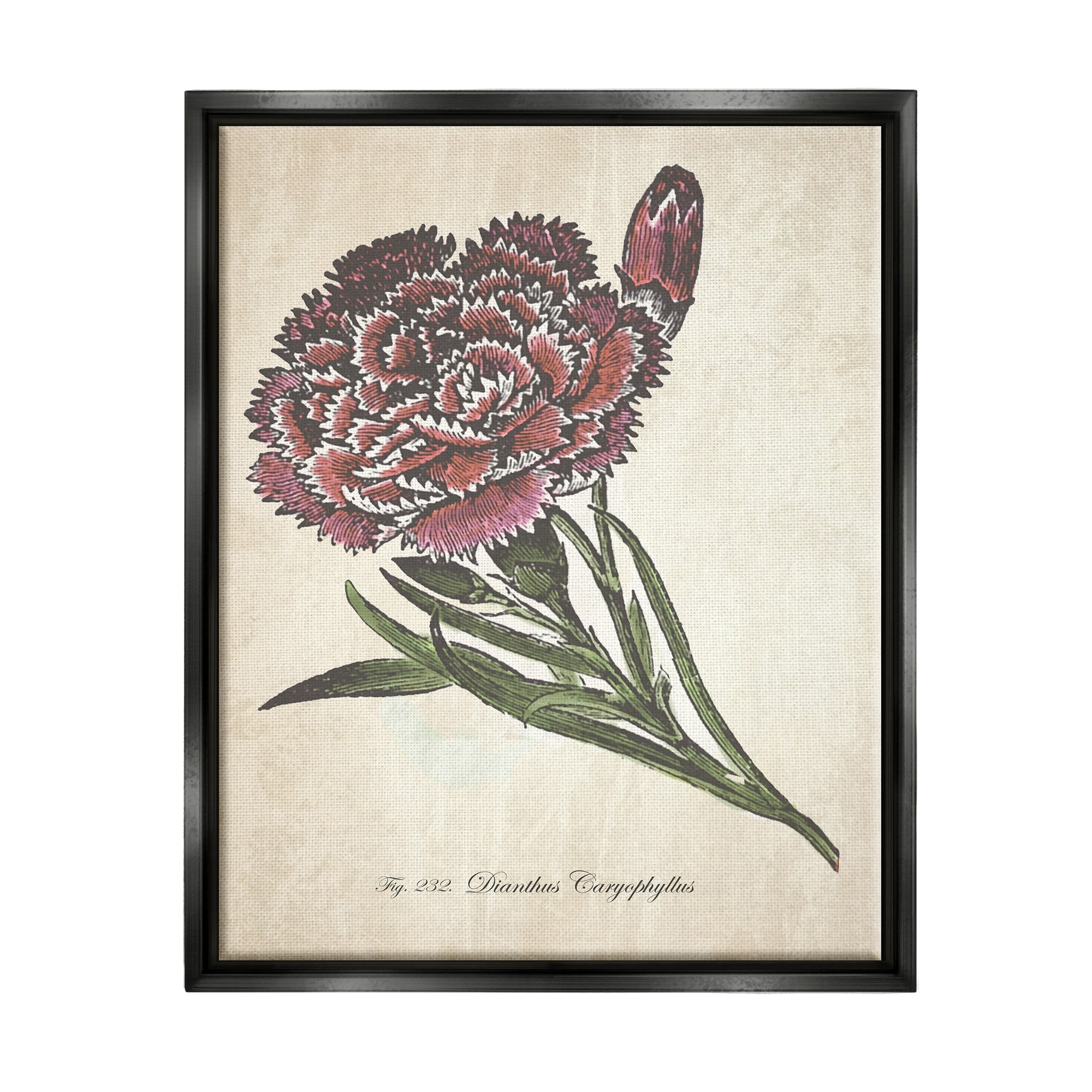 Stupell Industries Botanical Carnation Flower Drawing Red Green Design Jet Black Framed Floating Canvas Wall Art, 24x30, by The Saturday Evening Post