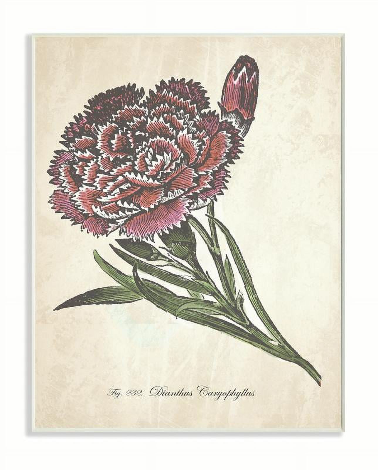 Stupell Industries Botanical Carnation Flower Drawing Red Green Design Unframed Art Print Wall Art, 13x19, by The Saturday Evening Post