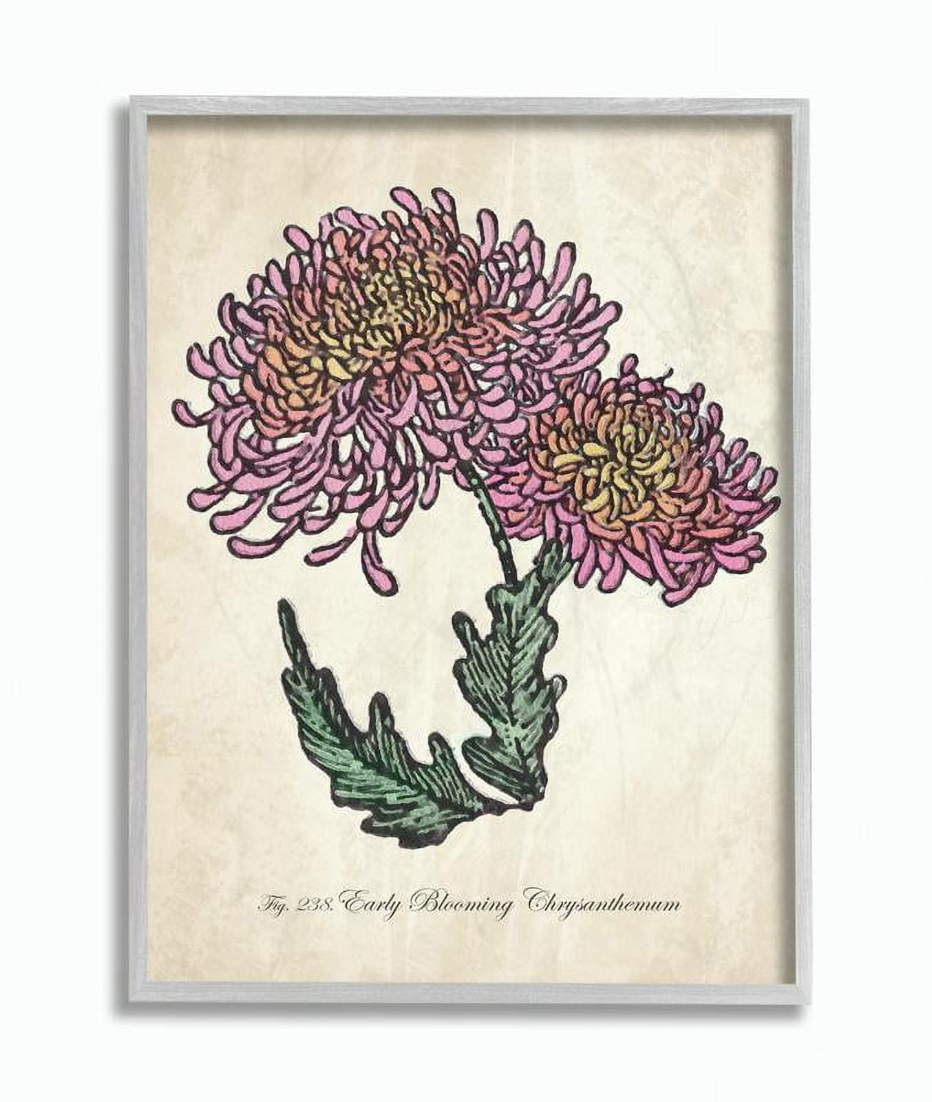 Stupell Industries Botanical Chrysanthemum Flower Drawing Pink Yellow Design Framed Wall Art by The Saturday Evening Post, 11" x 14", Gray Framed