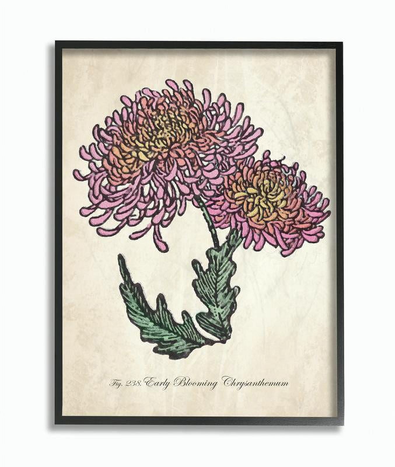 Stupell Industries Botanical Chrysanthemum Flower Drawing Pink Yellow Design Framed Wall Art by The Saturday Evening Post