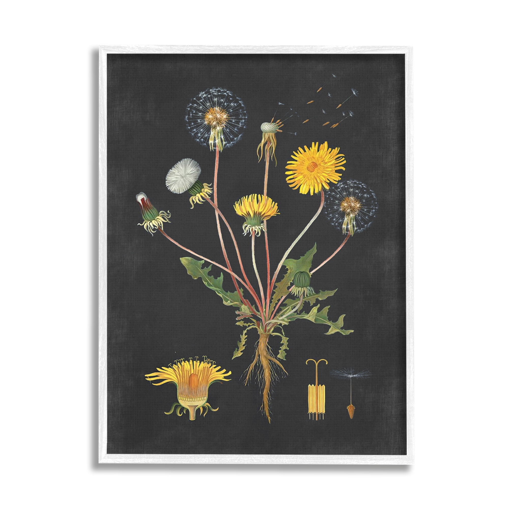 Stupell Industries Botanical Drawing Dandelion On Black Design, 24 x 30,Design by Lettered and Lined