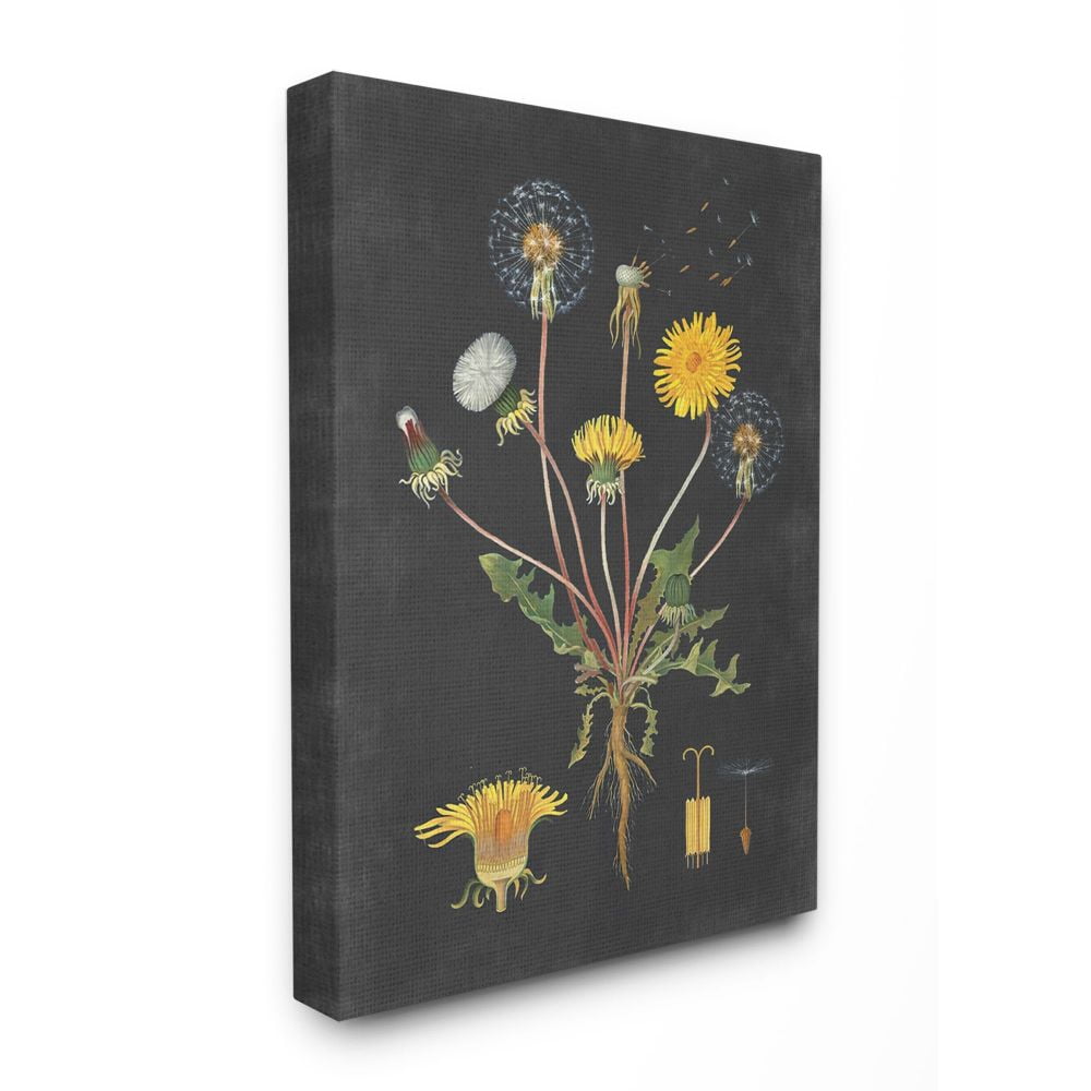 Stupell Industries Botanical Drawing Dandelion On Black Design Canvas Wall Art by Lettered and Lined